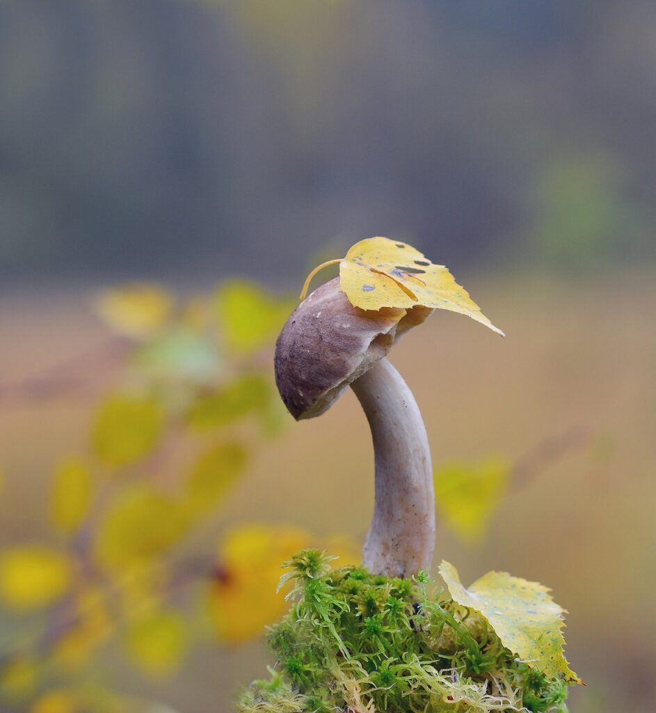 mushroom, forest, autumn